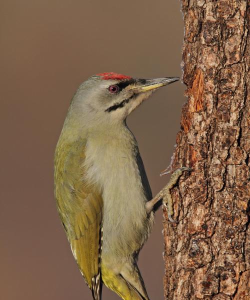 Picchio cenerino