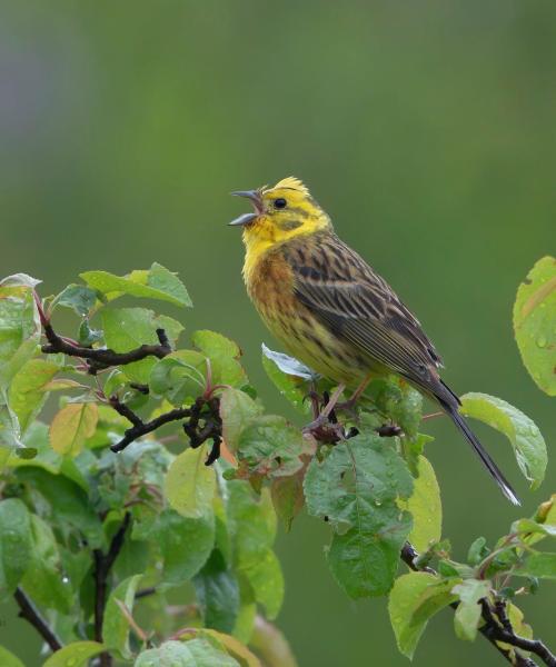 Zigolo giallo