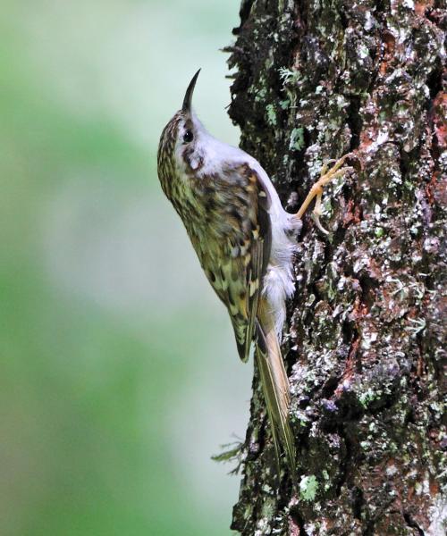 Rampichino alpestre