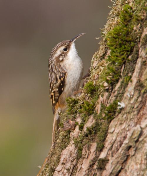 Rampichino comune