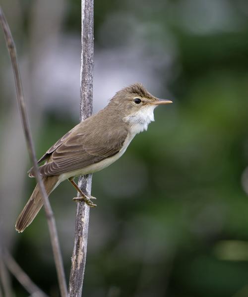 Cannaiola verdognola