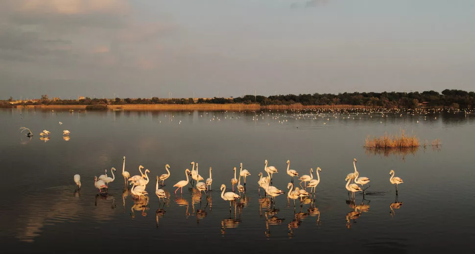 Dettaglio della Riserva delle Saline di Priolo al tramonto