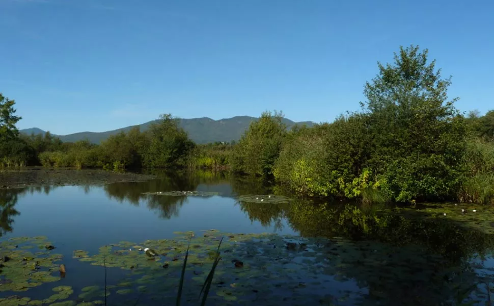 Palude Brabbia in primavera