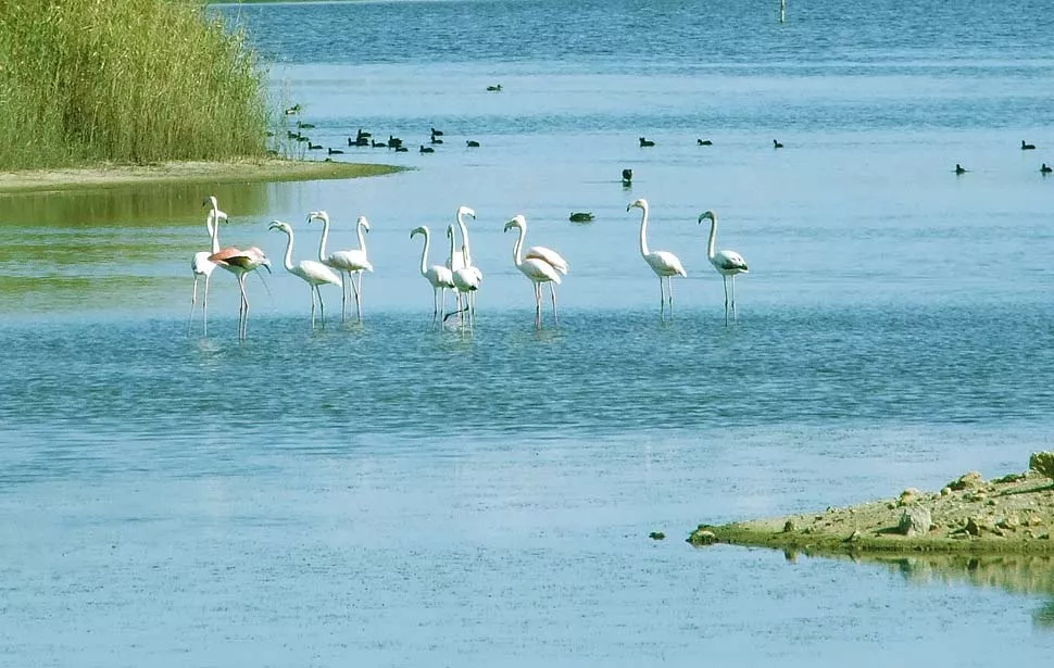 Dettaglio delle Saline della Riserva del Priolo