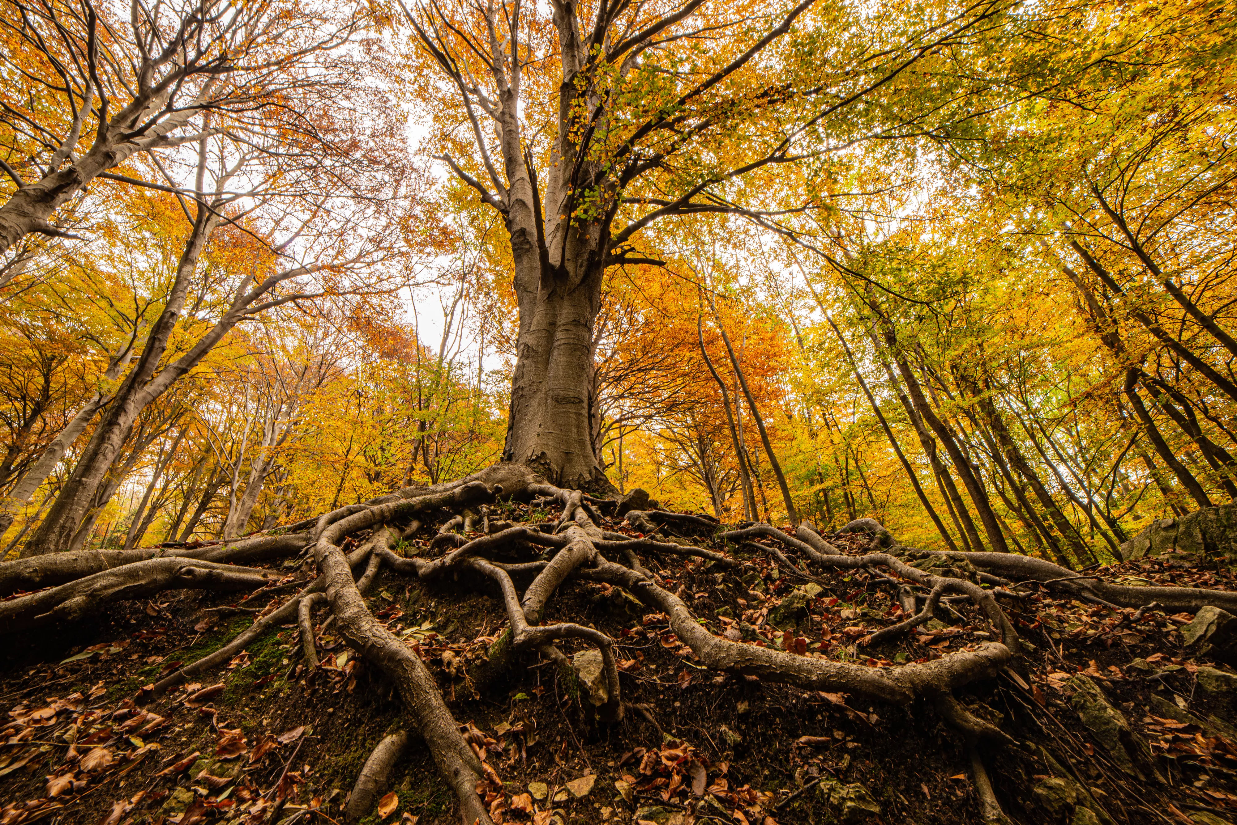 foto albero bosco