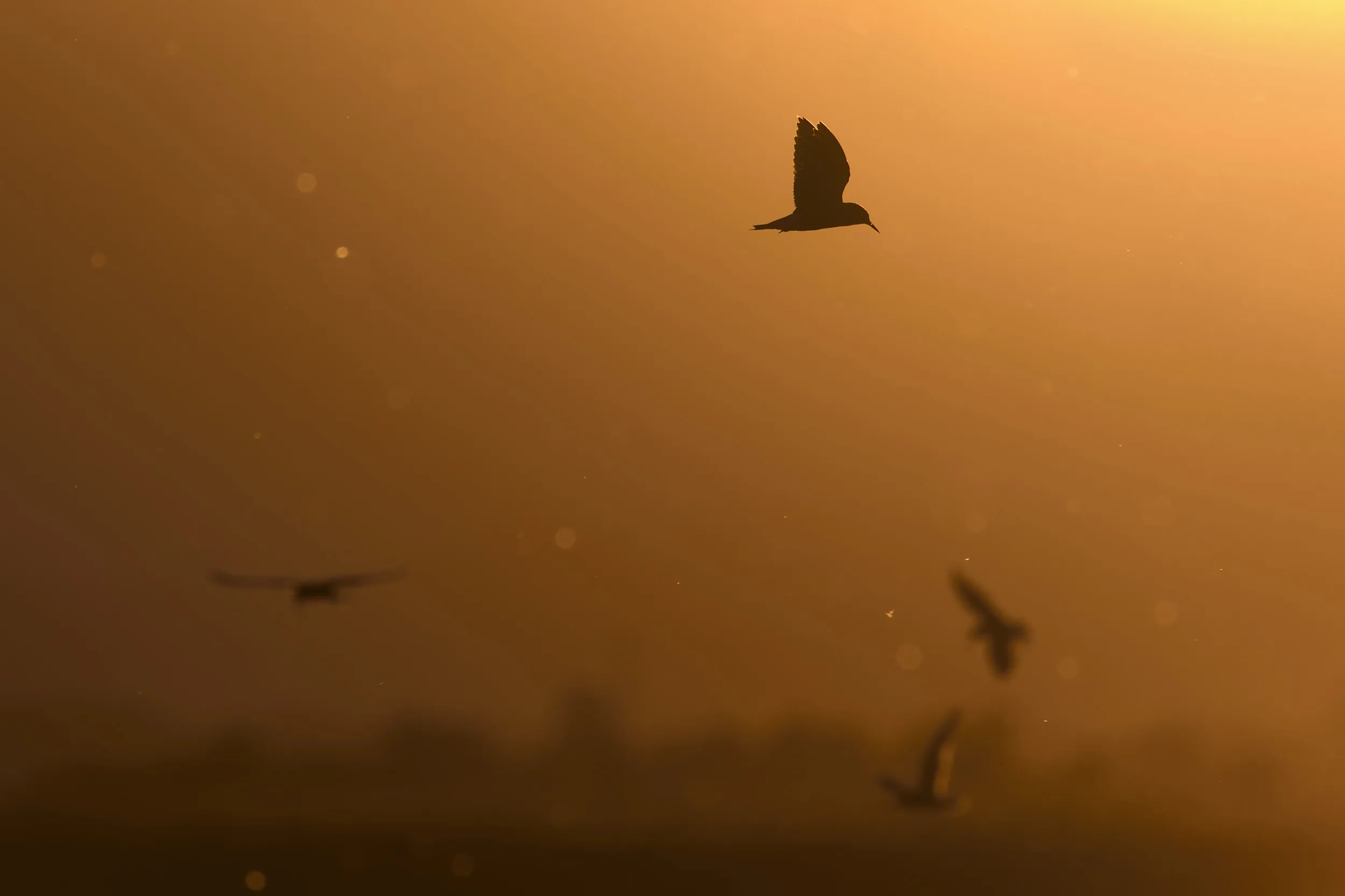 Voli di mignattini riempiono l'aria della palude. Promesse di ritorno, di primavera