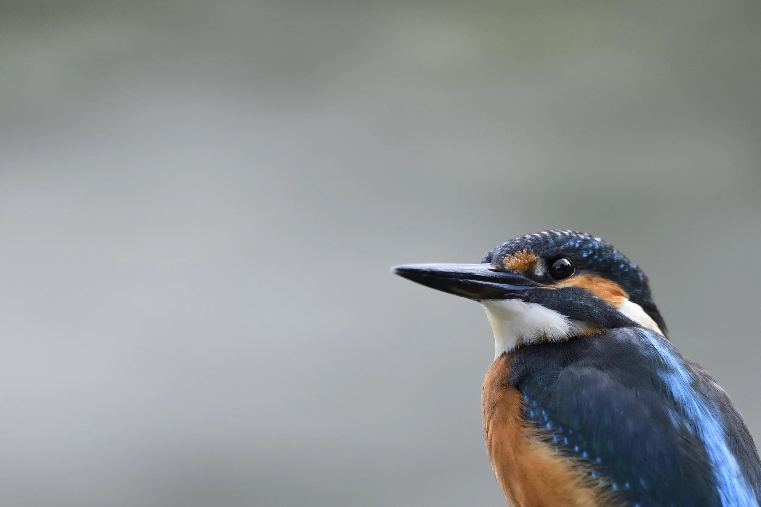 Il Martin pescatore, fulmine azzurro della palude, si prepara al prossimo tuffo