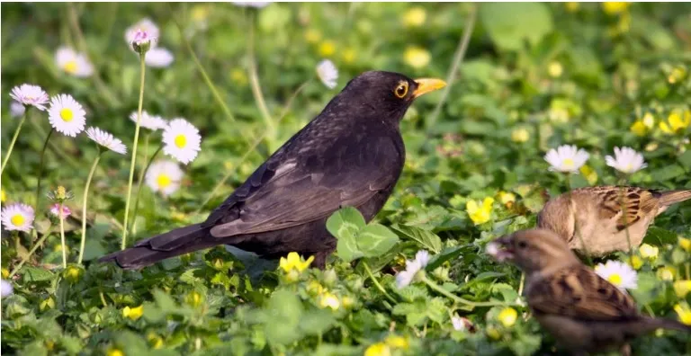 5 motivi per fare birdwatching