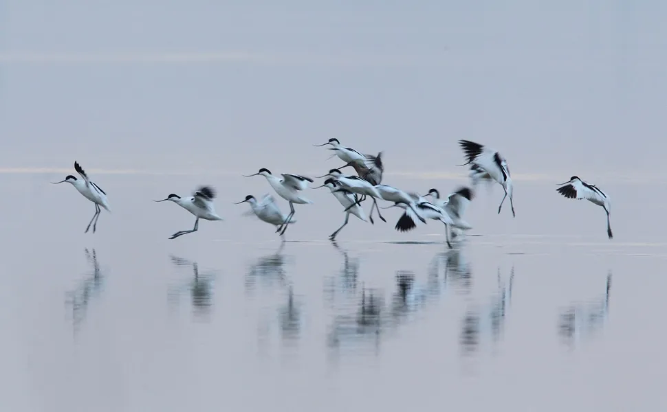 Avocette - Michele Mendi