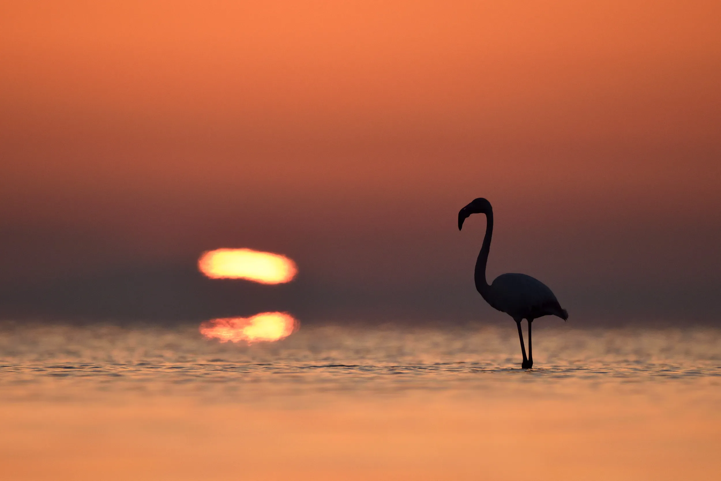 Mentre l'alba si affaccia sulla palude, i fenicotteri scolpiscono silhouette inconfondibili a pelo d'acqua